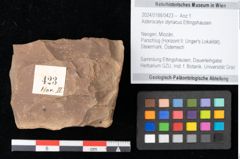 Foto (Objekt + Etikett) von Asterocalyx styriacus Ettingshausen (NHMW-GEO-2024-0188-0423)